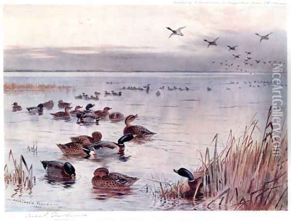 Mallard on the Lake at Sandringham Oil Painting - Archibald Thorburn