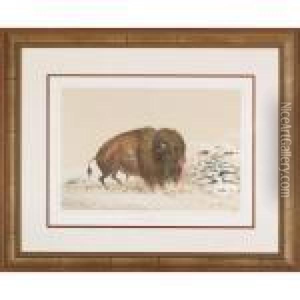 Buffalo Bull Grazing Oil Painting - George Catlin