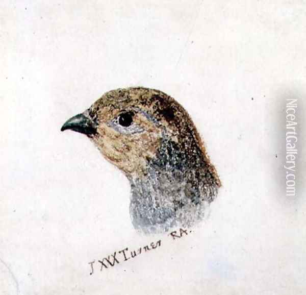 Partridge, from The Farnley Book of Birds, c.1816 Oil Painting - Joseph Mallord William Turner