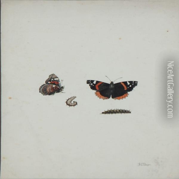 Summerbirds And Larvae Oil Painting - Johann Christoph Bayer