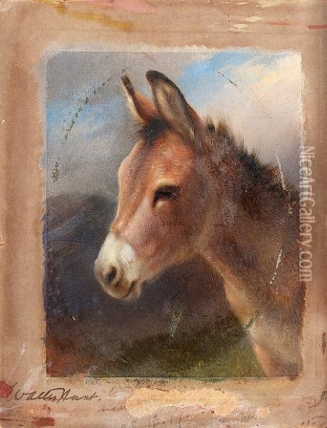 Head Study Of A Donkey Oil Painting - Walter Hunt