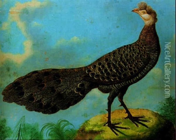 A Grey Peacock Pheasant Oil Painting - Philipp Ferdinand de Hamilton