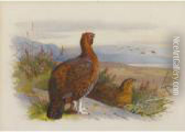 Pair Of Grouse Oil Painting - Archibald Thorburn