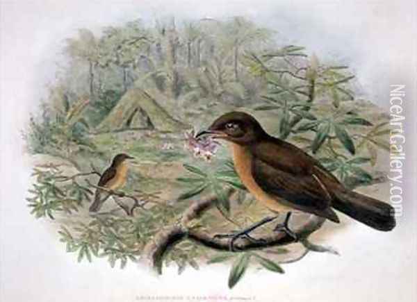 Amblyornis Inornatus Vogelkop Gardener Bowerbird Oil Painting - Gould, John & Hart, William