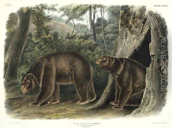 Ursus Americanus, var Cinnamonum (Cinnamon Bear) Oil Painting - John Woodhouse Audubon