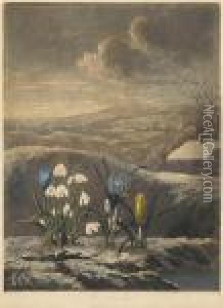The Snowdrop From Temple Of Flora Oil Painting - Robert John, Dr. Thornton