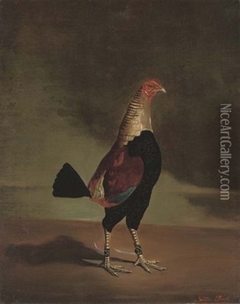 A Prize Fighting Cock Oil Painting - Hilton Lark Pratt
