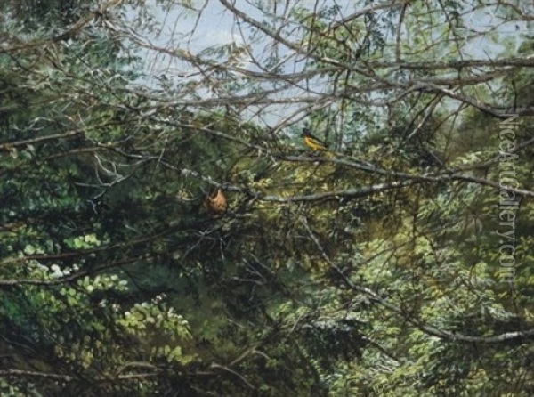 Oriole Overlooking Nest Oil Painting - John Bradley Hudson