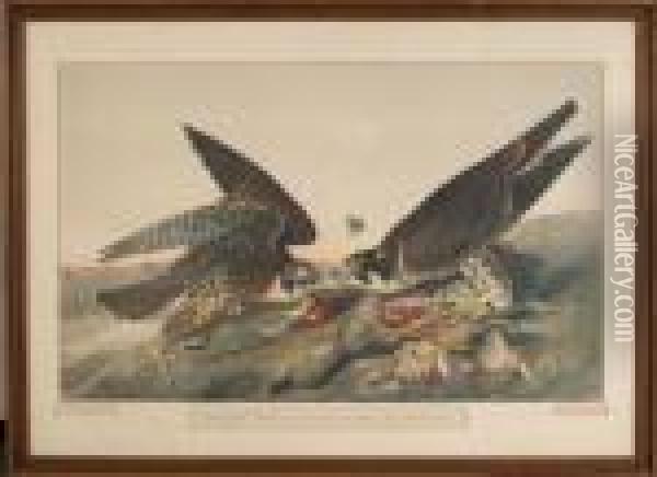 Great Footed Hawk Oil Painting - John James Audubon