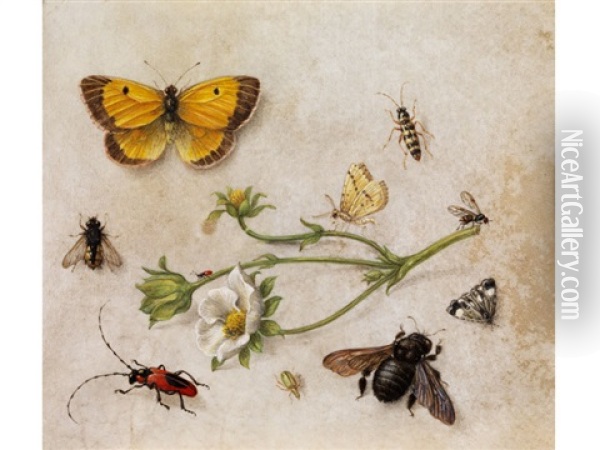 Blutenstangel Einer Butterblume Umgeben Von Insekten Oil Painting - Jan van Kessel the Elder