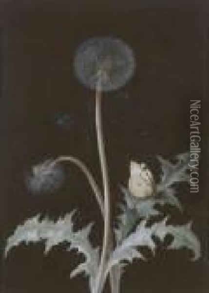 Abgebluhter Lowenzahn Mit
 Apollofalter Und Blauflugeliger Libelle. Oil Painting - Barbara Regina Dietzsch