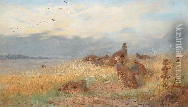 The Call Of The Grey Partridge Oil Painting - Archibald Thorburn