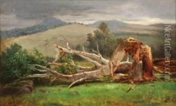 Study Of A Birch, Lancaster, New Hampshire Oil Painting - David Johnson