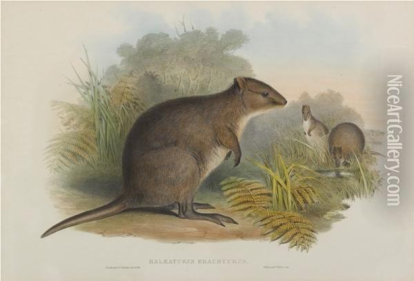 Halmaturus Brachyurus. Short-tailed Wallaby (quokka) Oil Painting - John H. Gould