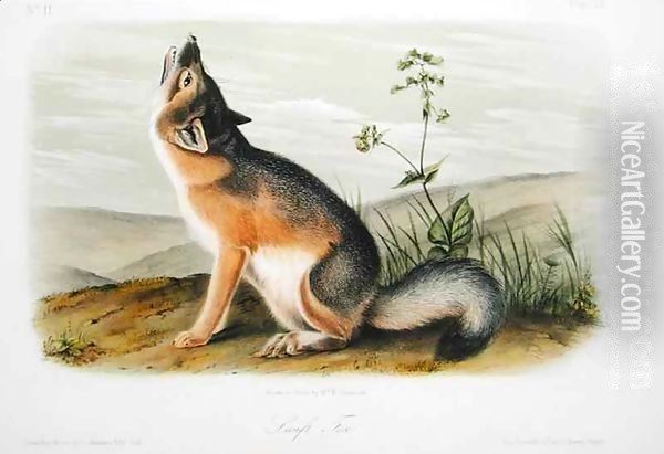 Swift Fox, plate 52 from 'Quadrupeds of North America' Oil Painting - John Woodhouse Audubon