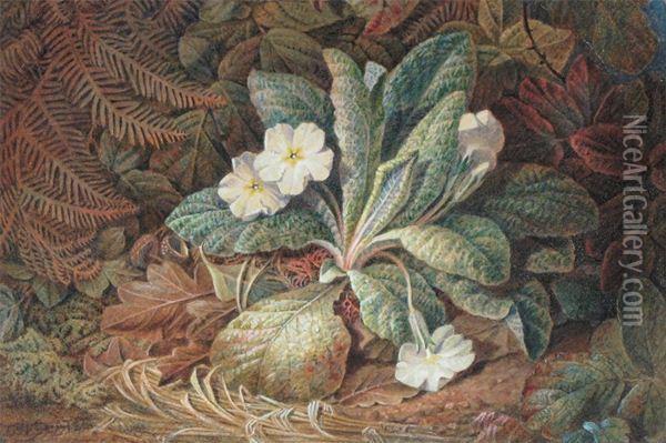 Still Life Of Primroses And Ferns On A Bank Oil Painting - Charles Henry Slater