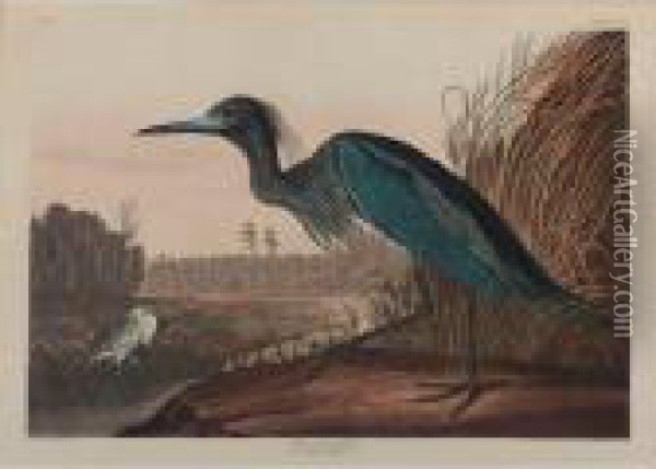 Blue Crane Or Heron (plate Cccvii) Oil Painting - John James Audubon