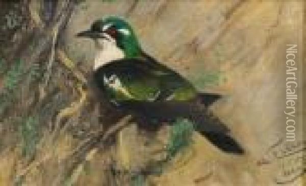 Perched Bird Oil Painting - Wilhelm Kuhnert