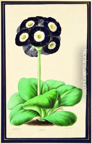 Primula Auricula Oxonian Oil Painting - James Andrews