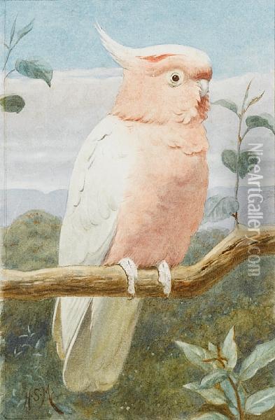 A Pink Cockatoo Oil Painting - Henry Stacy Marks