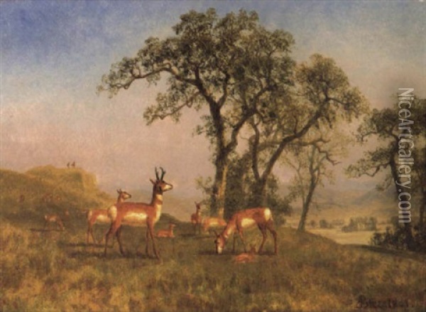 Grazing Antelope Oil Painting - Albert Bierstadt