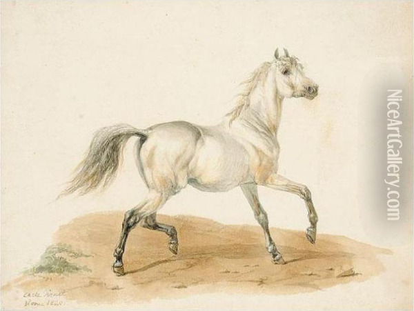 Study Of A Horse Oil Painting - Carle Vernet