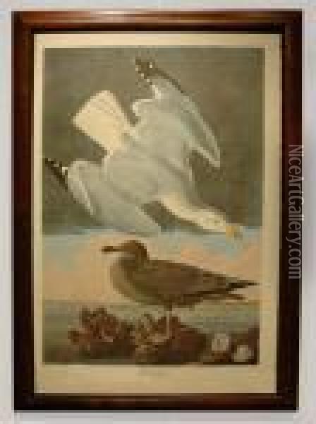 Herring Gull Oil Painting - John James Audubon
