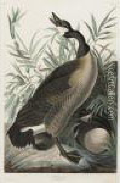 Canada Goose (plate Cci) Oil Painting - John James Audubon
