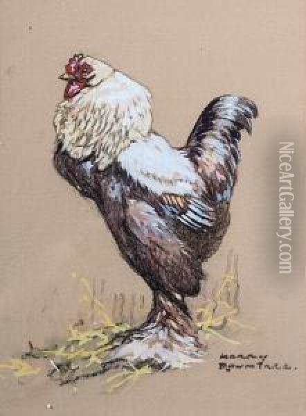 Study Of A Cockerel, Pastel And Gouache,signed Lower Right Oil Painting - Harry Rountree