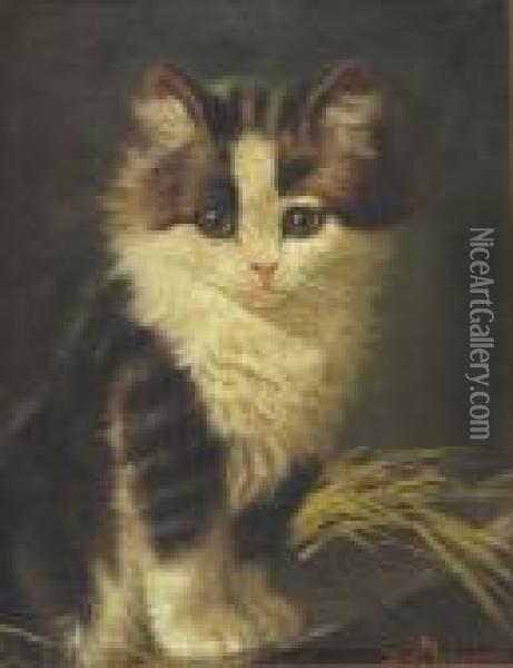 Portrait Of A Kitten. Oil Painting - Sydney Lawrence Brackett