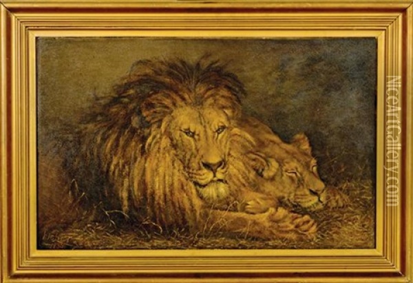 Lion And Lioness Oil Painting - P(ercy) Harland Fisher