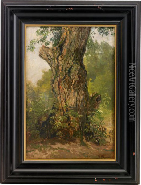 Study Of A Tree Trunk Oil Painting - Ivan Shishkin
