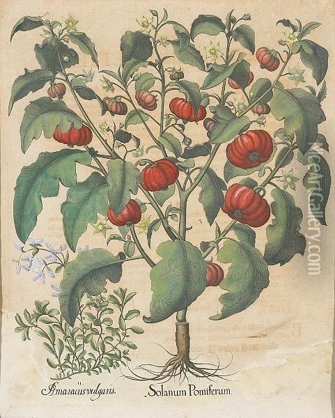 Solanum Pomiferum; Piper Indicum Maxi Mum Longuum, From Hortus Eystettensis Oil Painting - Basilius Besler