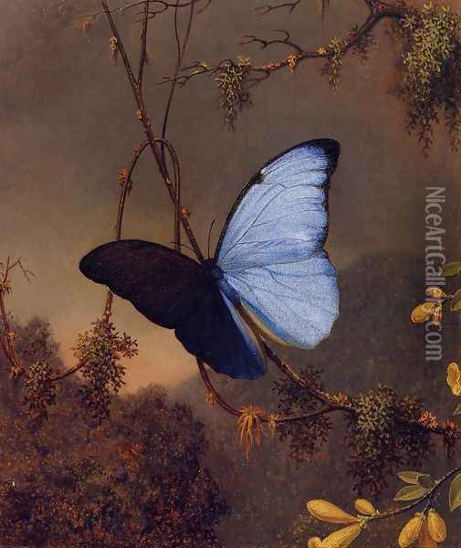 Blue Morpho Butterfly Oil Painting - Martin Johnson Heade