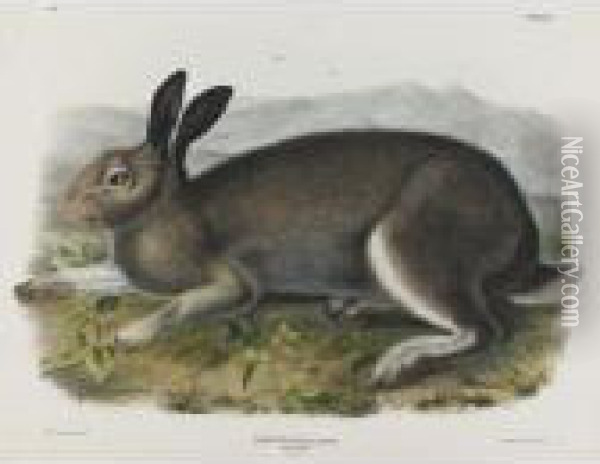 Polar Hare Oil Painting - John James Audubon