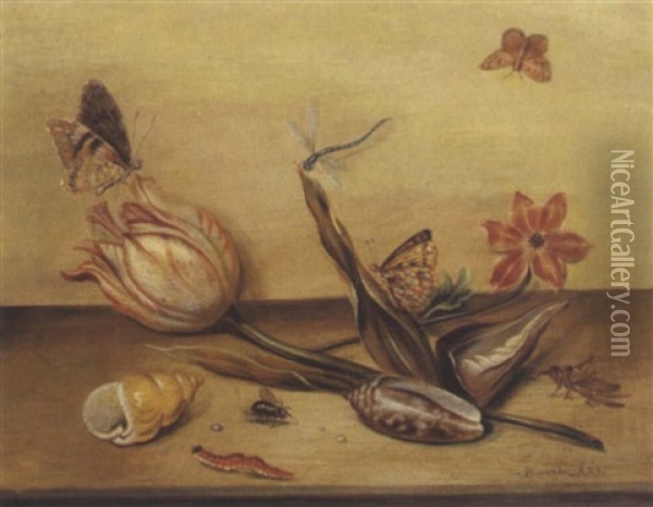 Stillleben Mit Einer Tulpe, Einer Anemone, Zwei Muscheln Und Insekten Oil Painting - Balthasar Van Der Ast