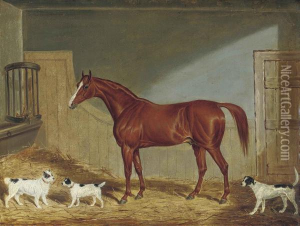 A Chestnut Hunter, Two Terriers And A Hound In A Stable Oil Painting - James Loder Of Bath
