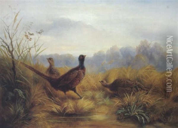 Fasan Und Fasanenhennen Am Weiher Oil Painting - Friedrich (Moos) Schauta