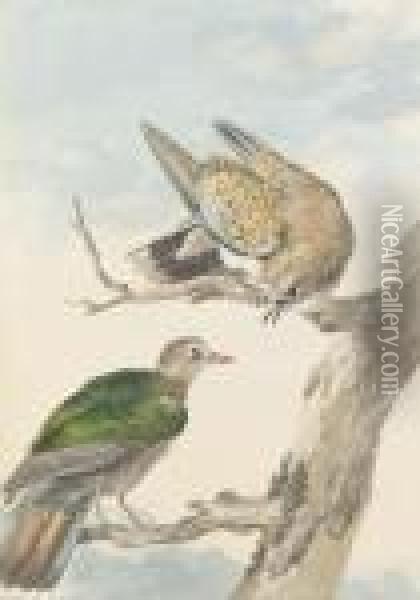 Two Turtle Doves On A Tree Oil Painting - Aert Schouman