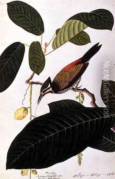 Poolasan, Boorong Radja Oolang, from 'Drawings of Birds from Malacca', c.1805-18 Oil Painting - Anonymous Artist