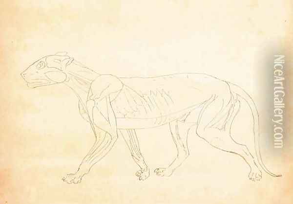 Study of a Tiger, Lateral View, from A Comparative Anatomical Exposition of the Structure of the Human Body with that of a Tiger and a Common Fowl, 1795-1806 6 Oil Painting - George Stubbs