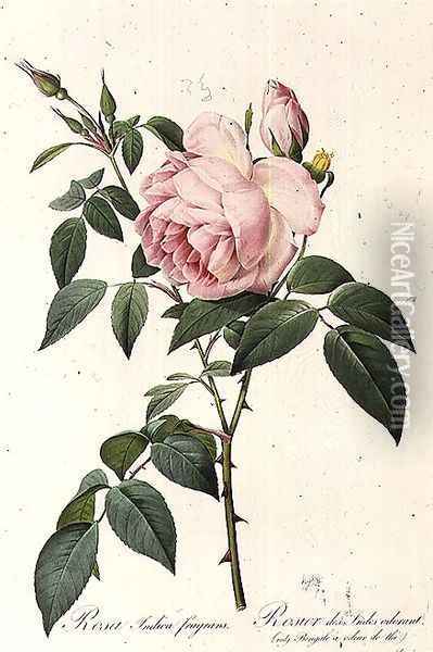 Rosa Indica Fragrans, engraved by Langlois, published by Remond 2 Oil Painting - Pierre-Joseph Redoute