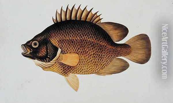 Eekan Te-cha Prie-o, from 'Drawings of Fishes from Malacca', c.1805-18 Oil Painting - Anonymous Artist