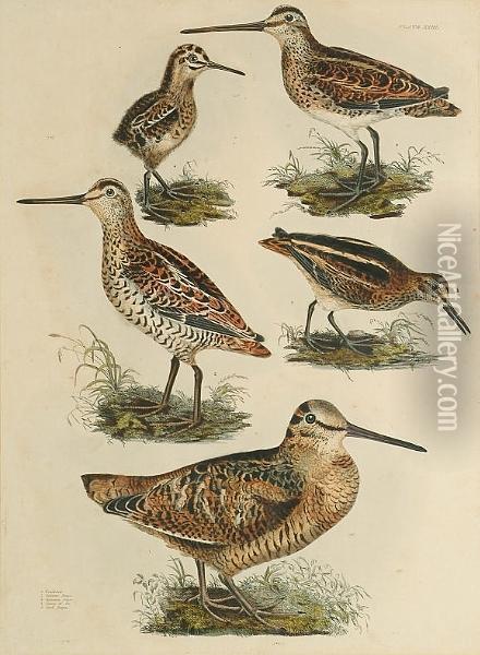 'woodcock, Solitary Snipe, 
Common Snipe, Young Od Do, Jack Snipe', 'common Redshank, Winter 
Plumage, Green Sandpiper, Wood Sandpiper', 'dunlin Winter Plumage, 
Dunlin Summer Plumage, Dunlin Young, Pigmy Curlew Summer Plummage, Pigmy
 Curlew Winter P Oil Painting - Prideaux John Selby