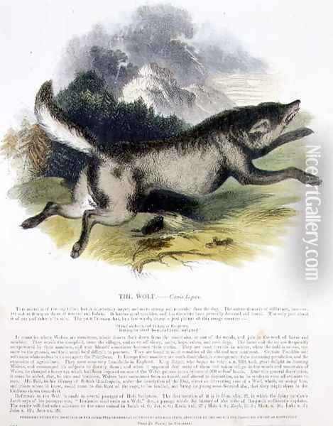 The Wolf (Canis lupus) educational illustration pub. by the Society for Promoting Christian Knowledge, 1843 Oil Painting - Josiah Wood Whymper