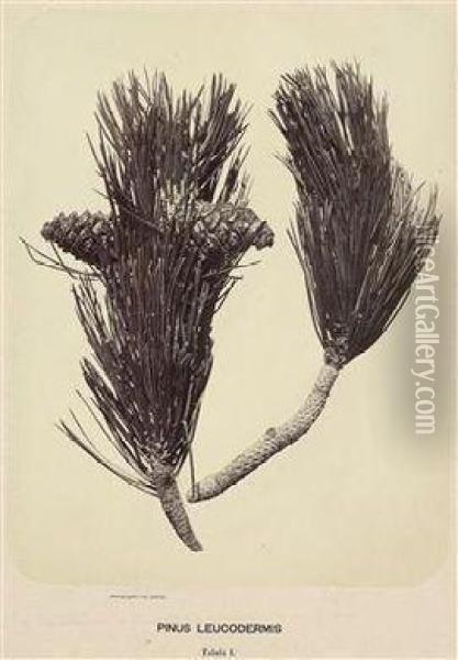 Pinus Leucodermis Oil Painting - Franz Antoine