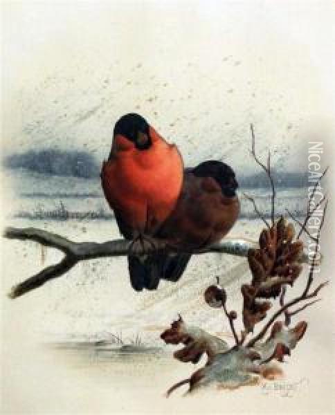 Bullfinches In Winter Oil Painting - Henry Bright