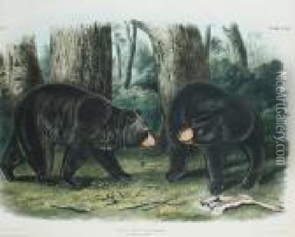 American Black Bear Oil Painting - John James Audubon