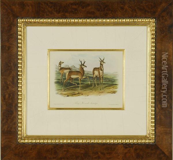 Prong Horned Antelope Oil Painting - John James Audubon