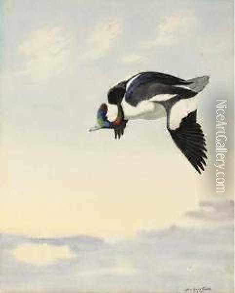 Bufflehead Flying Oil Painting - Louis Agassiz Fuertes